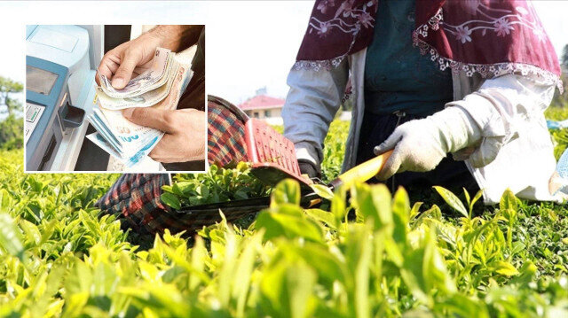 Bakan Yumaklı güzel haberi duyurdu: Çay üreticilerine destek ödemeleri başlıyor