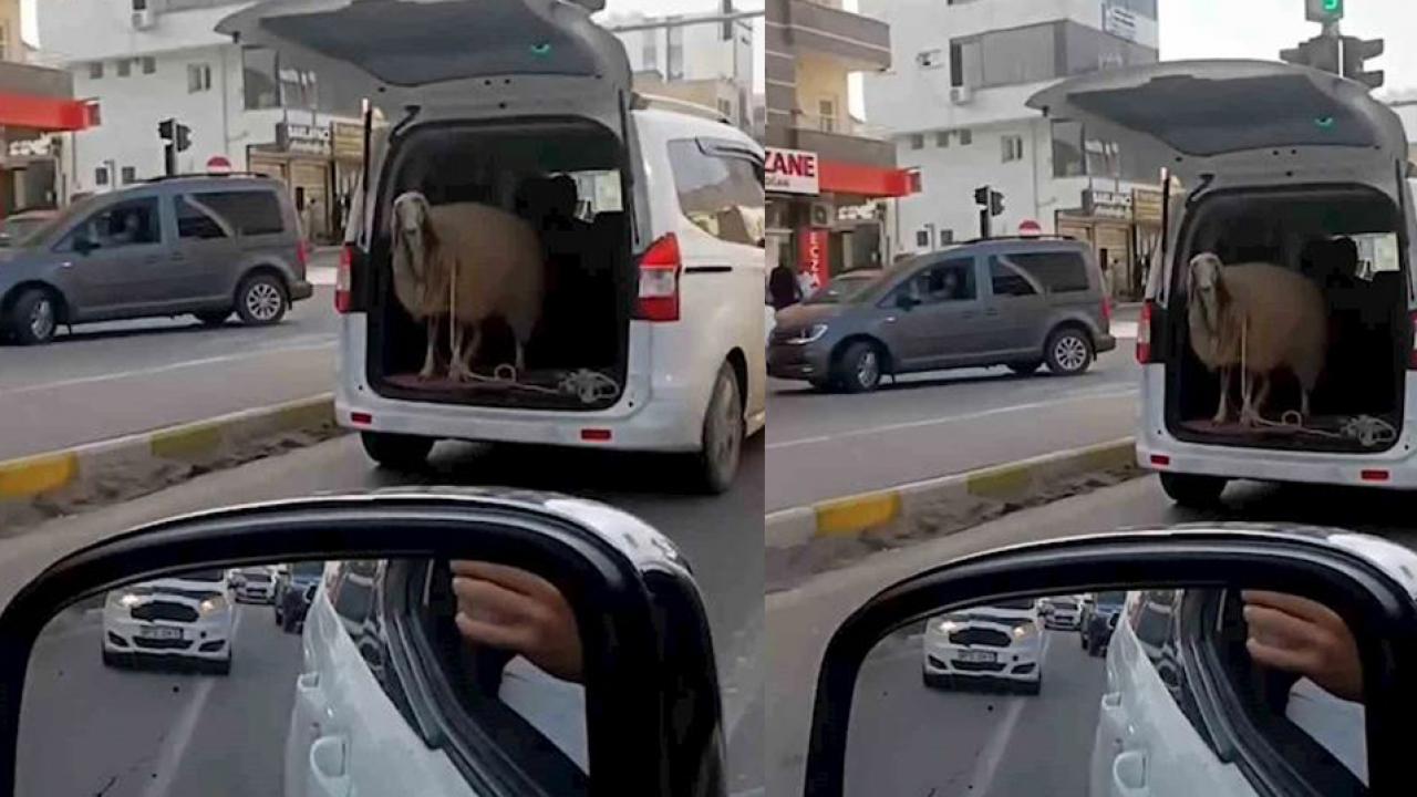 Şırnak’ta akılalmaz olay! Koyunu bagaj açık şekilde taşıdılar